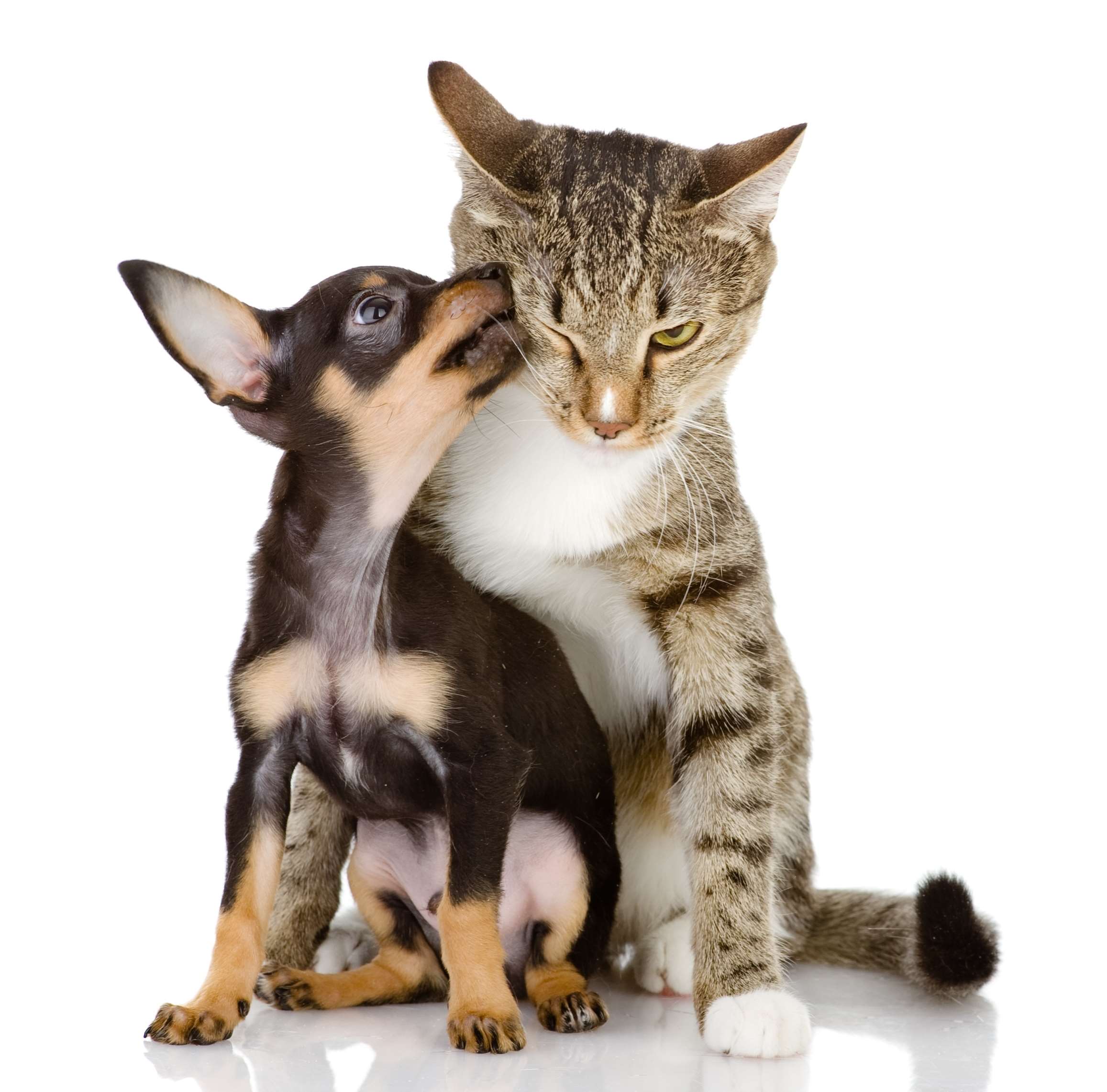 puppy-licking-on-a-tabby-cats-face-000023184727_large